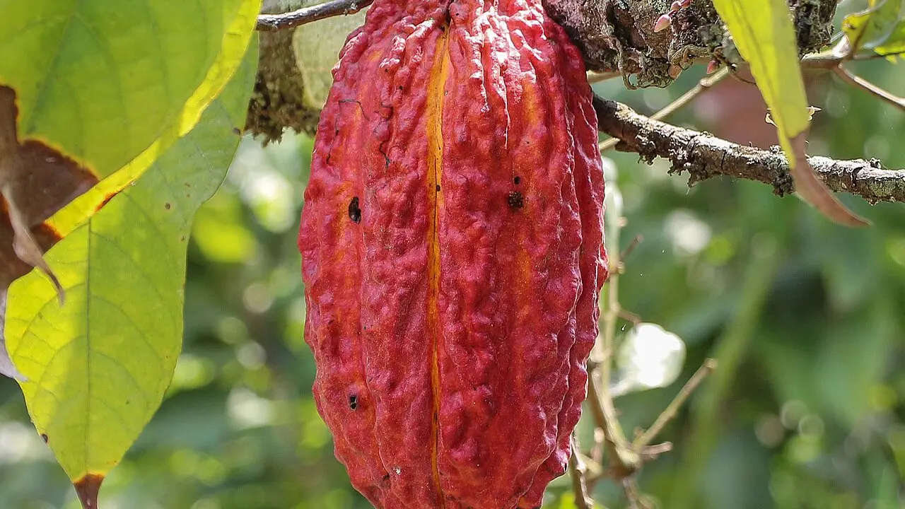 Fruto abierto del cacao, con granos a la vista